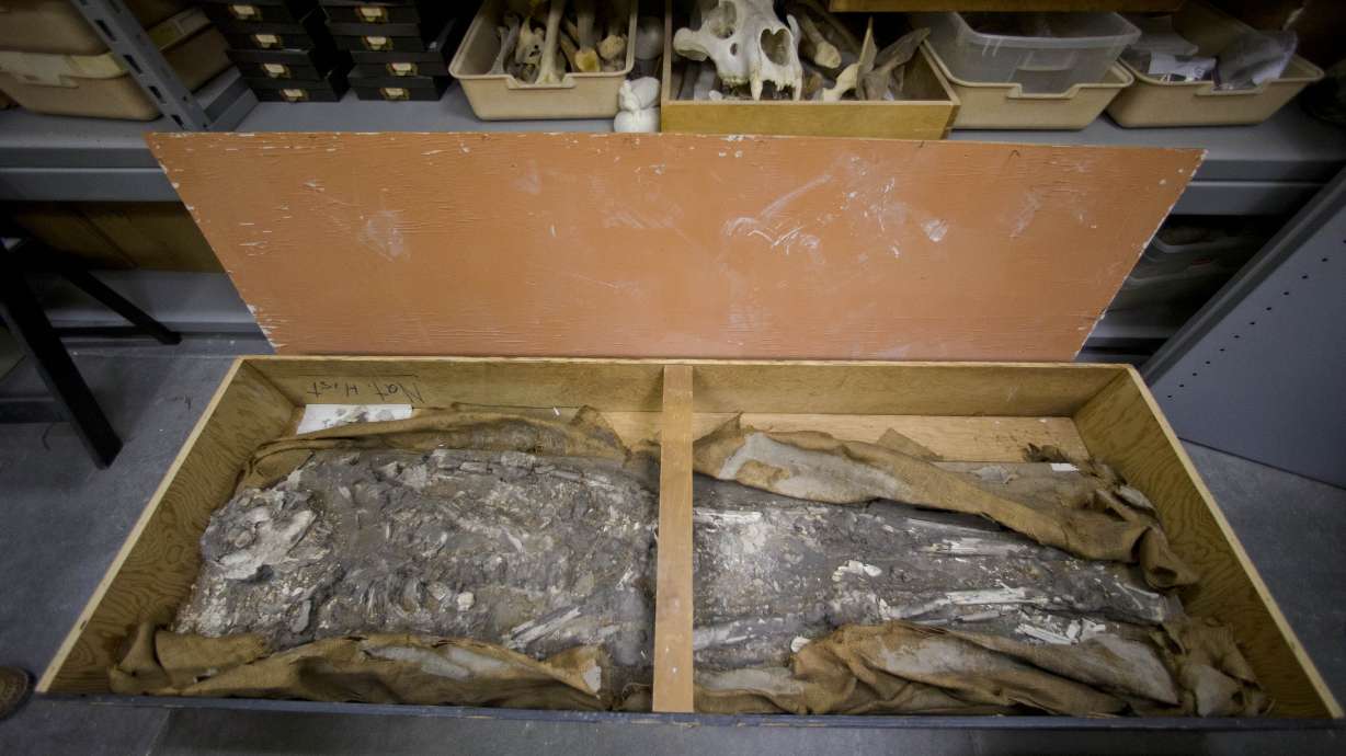 Museum rediscovers ancient skeleton in storage