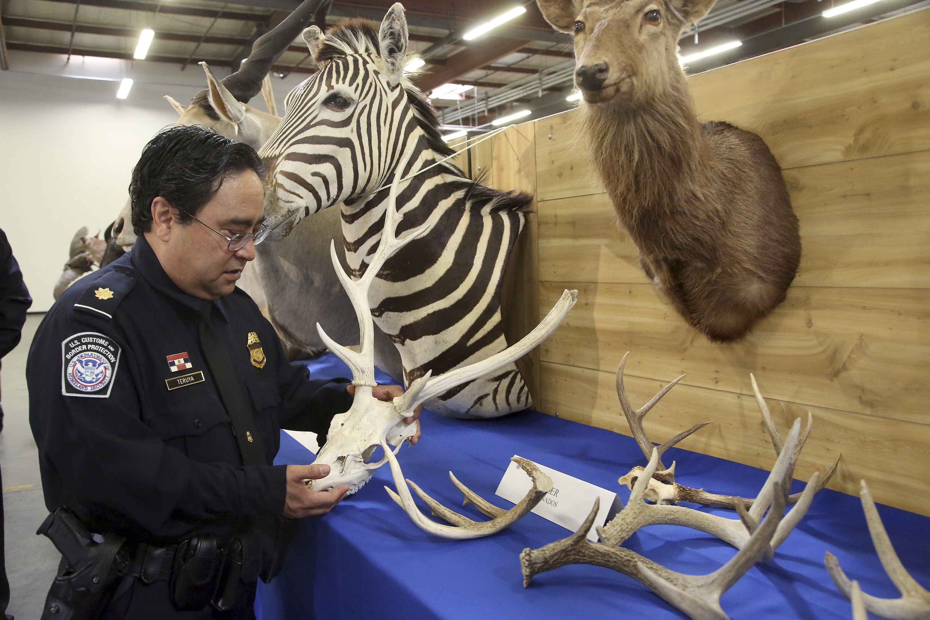 Baboon, lynx, zebra among seized zoo of taxidermy