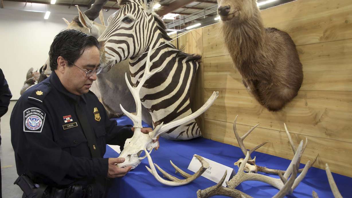 Baboon, lynx, zebra among seized zoo of taxidermy
