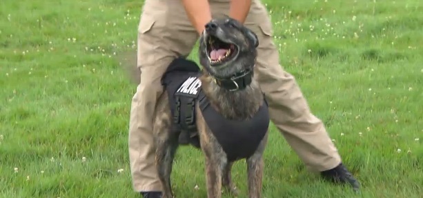 Non-profit wants 30K bulletproof vests for police dogs