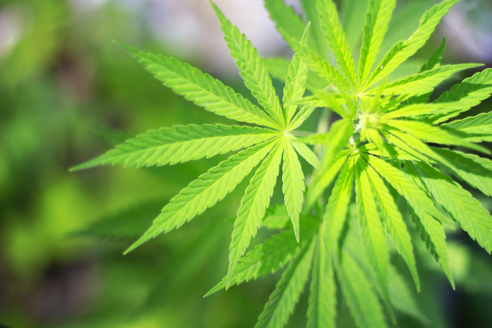 Utah man flew 242 pounds of pot to East Coast