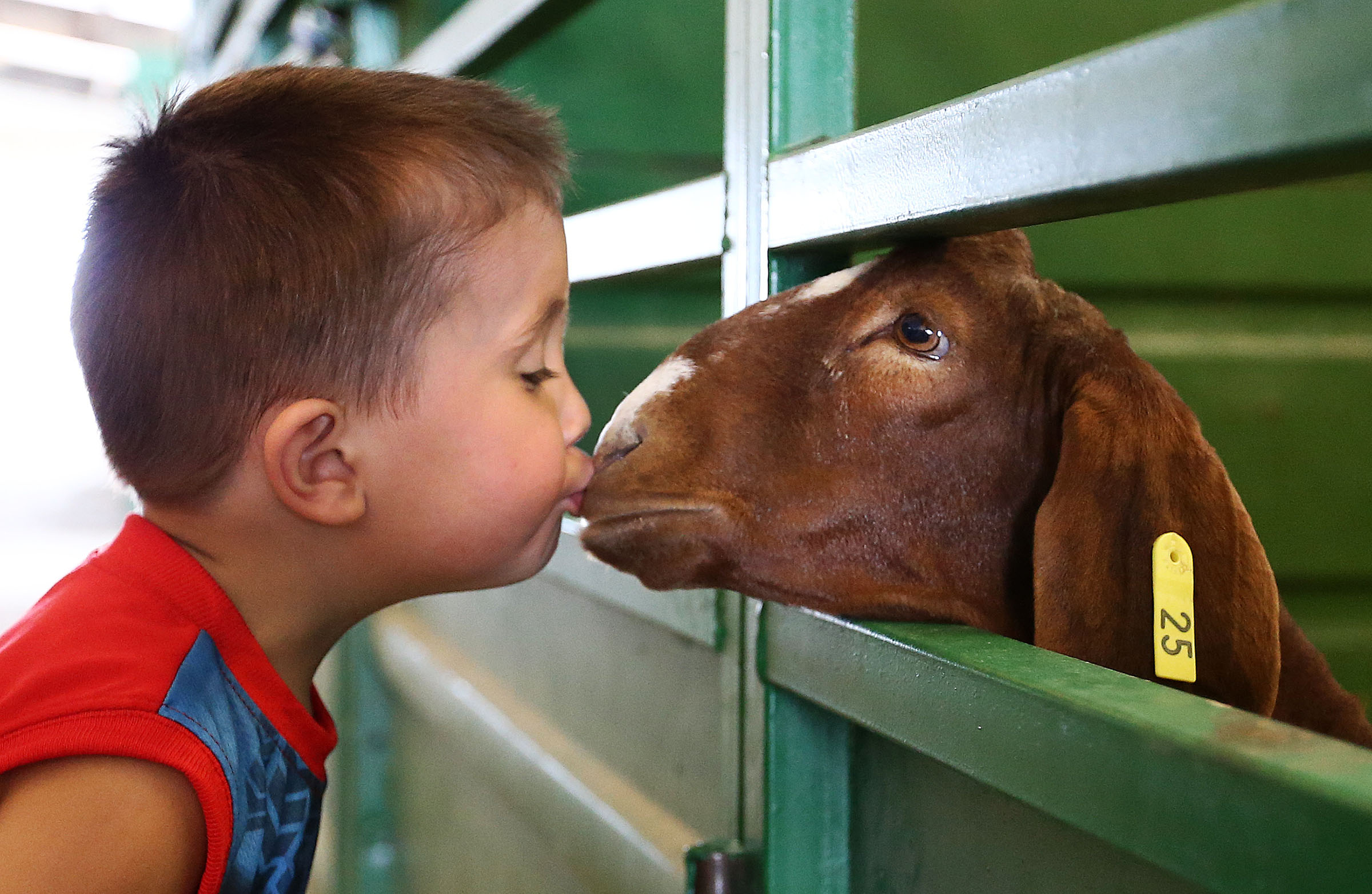 James Wilkinson kisses a goat at the Salt Lake County fair Saturday, Aug. 9, 2014, in South Jordan.
