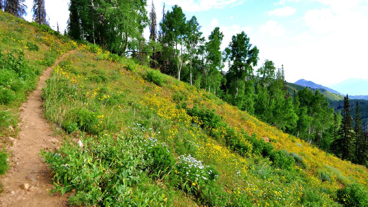 5 survival tips for hiking in the wilderness