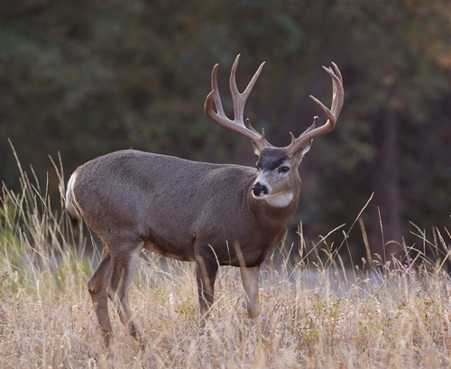 Number of Utah bucks similar or better than last year, DWR says