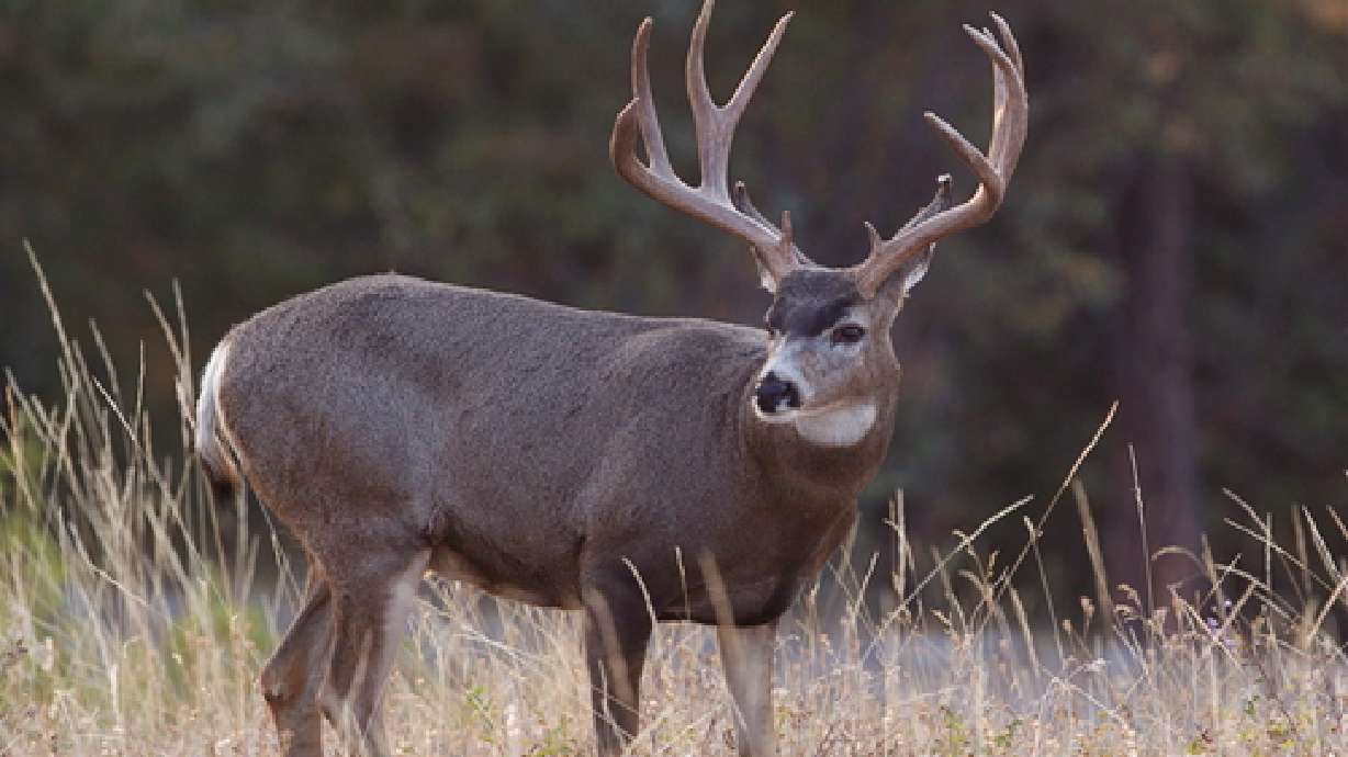 Number of Utah bucks similar or better than last year, DWR says