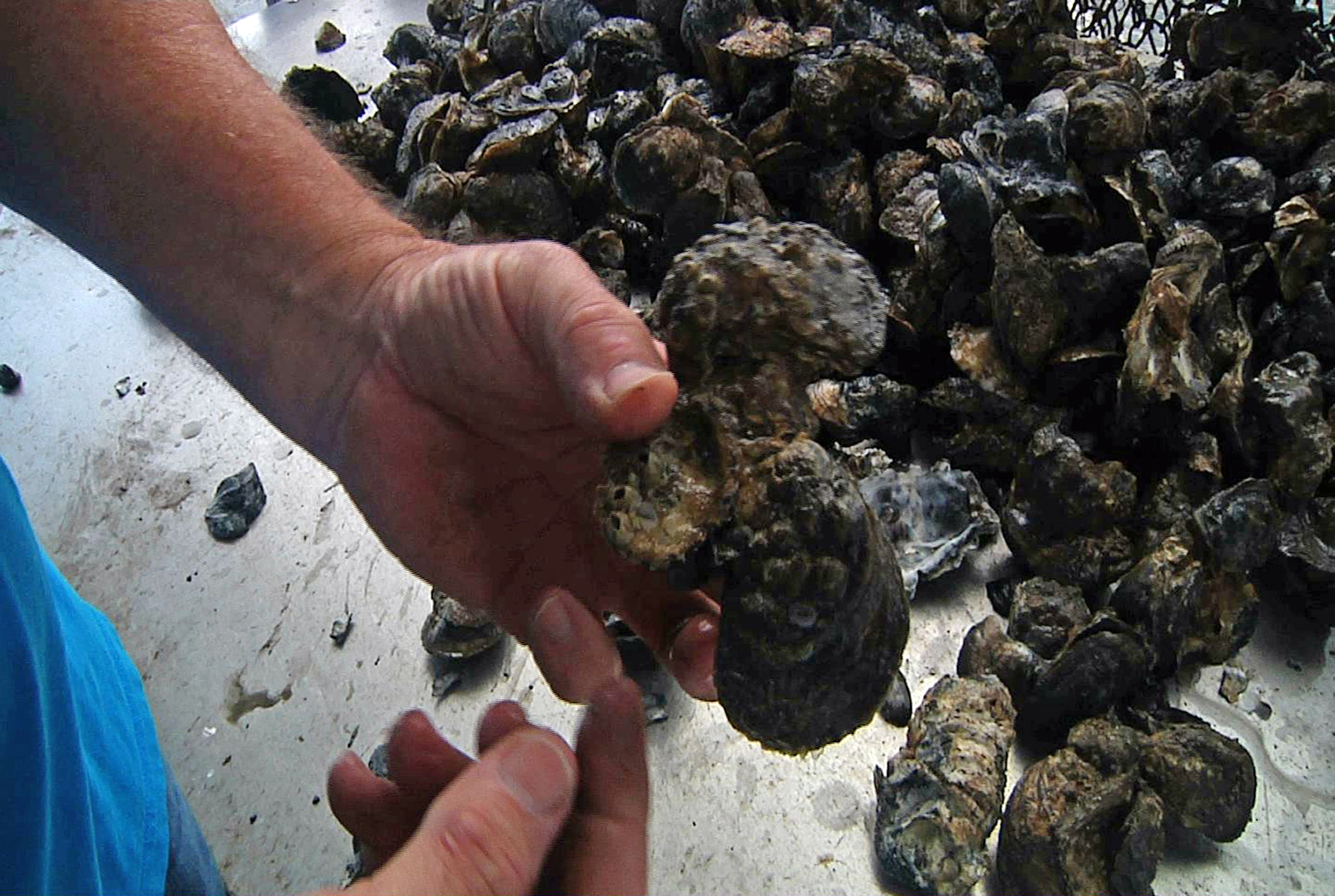 Gulf oyster harvest has nose-dived since BP spill