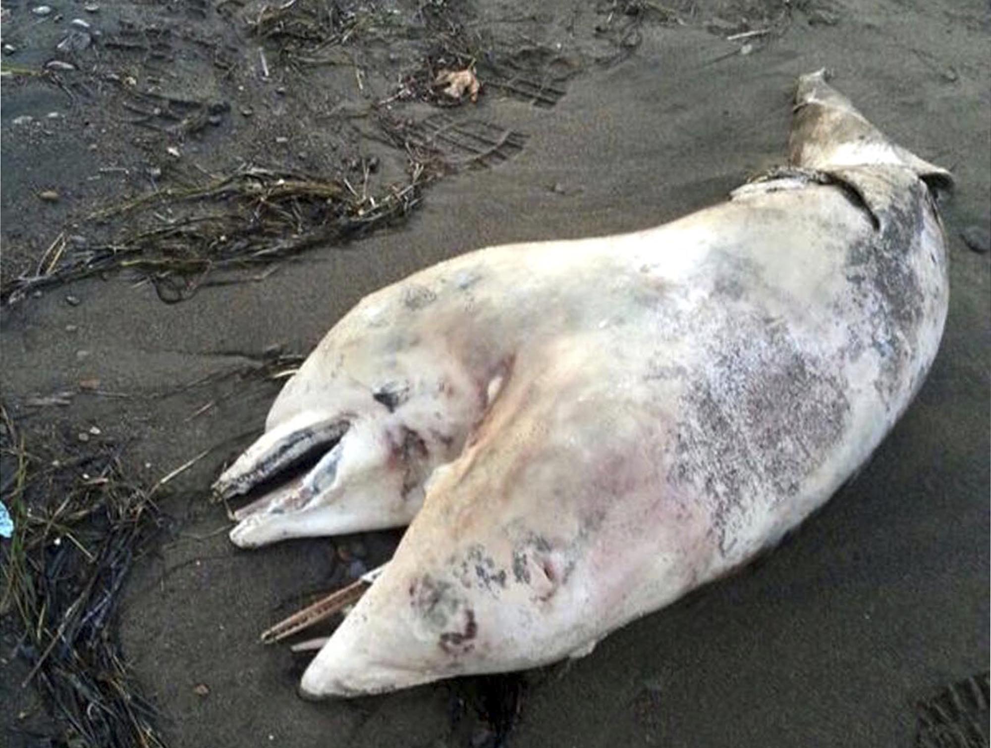 Turkish museum wants to display two-headed dolphin