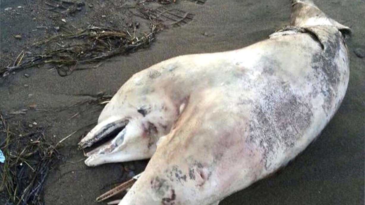 Turkish museum wants to display two-headed dolphin