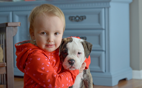 Dog bites: What pet owners need to know