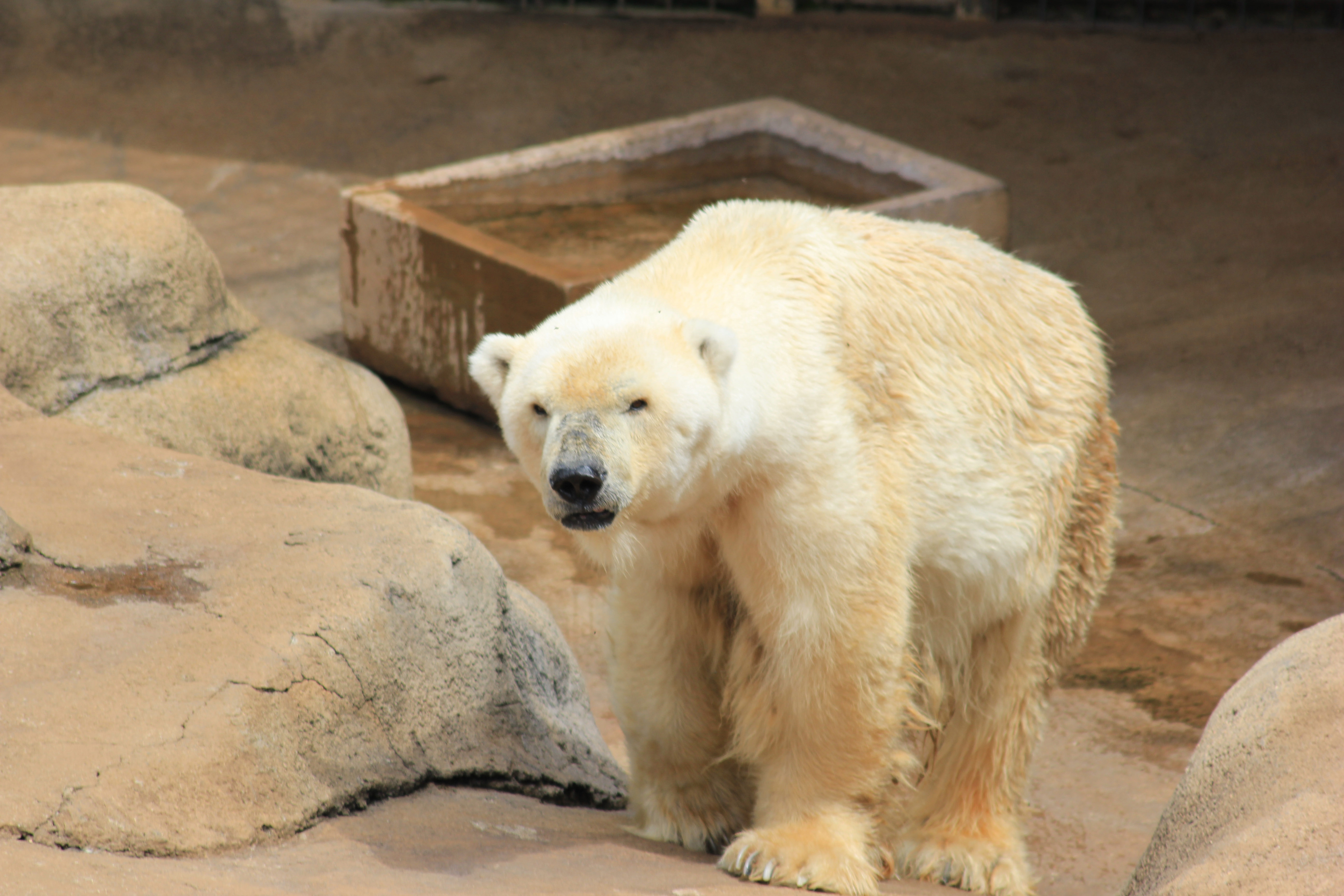 Johannesburg zoo puts down sick polar bear