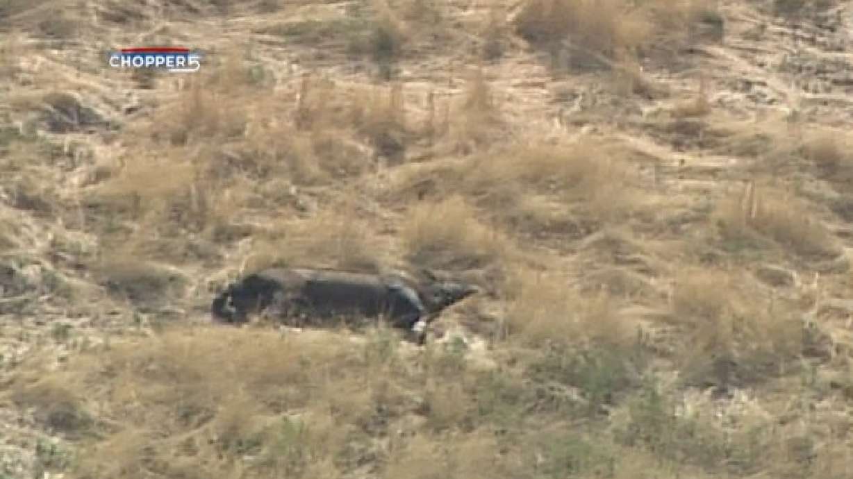 Magna horse owner charged in deaths of 10 animals