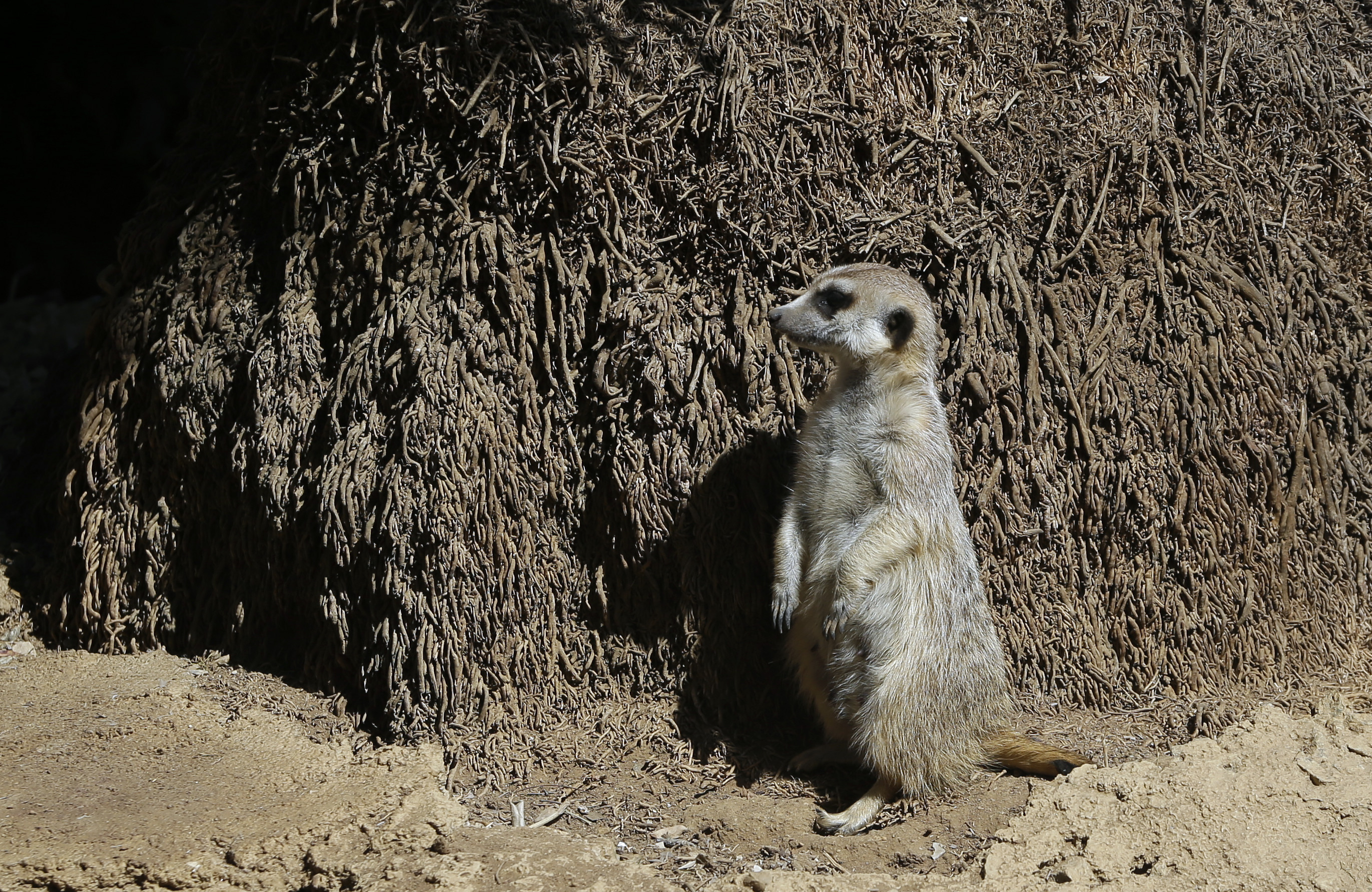 New study explores sinister side of meerkats