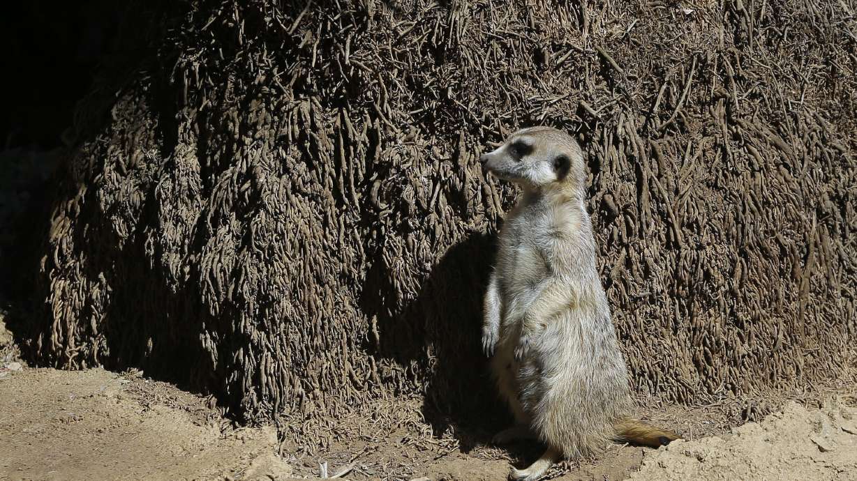 New study explores sinister side of meerkats