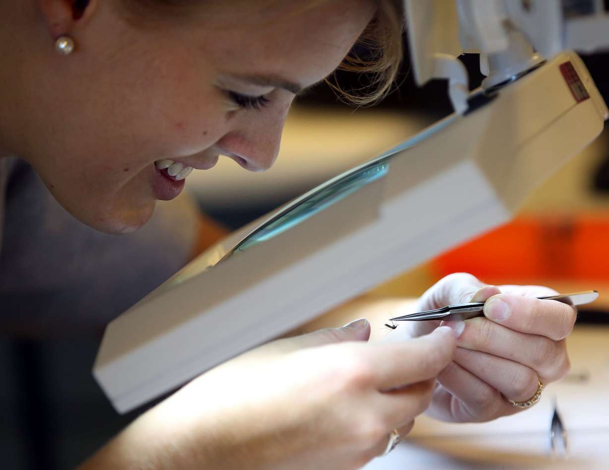 Katie Montenegro, a vector control technician, sorts through different species of mosquitoes at the Salt Lake City Mosquito Abatement District in Salt Lake City on Thursday, Aug. 14, 2014.