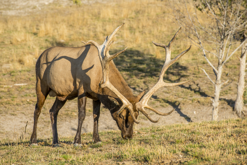 Unlimited archery elk permits available in Utah, DWR says