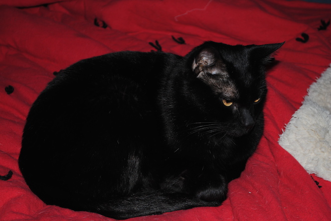 Springdale woman finds house cat mutilated, seeks information