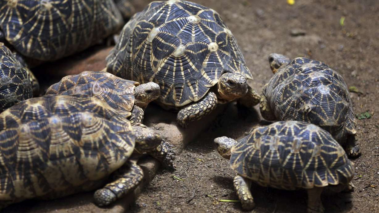 Indian poachers threaten lesser-known animals