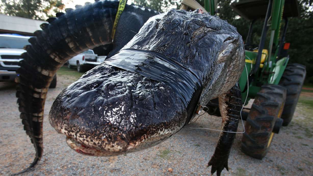 Hunters snag 1K-pound alligator, an Alabama record