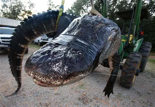 Alabama: cazan cocodrilo de 450 kilogramos