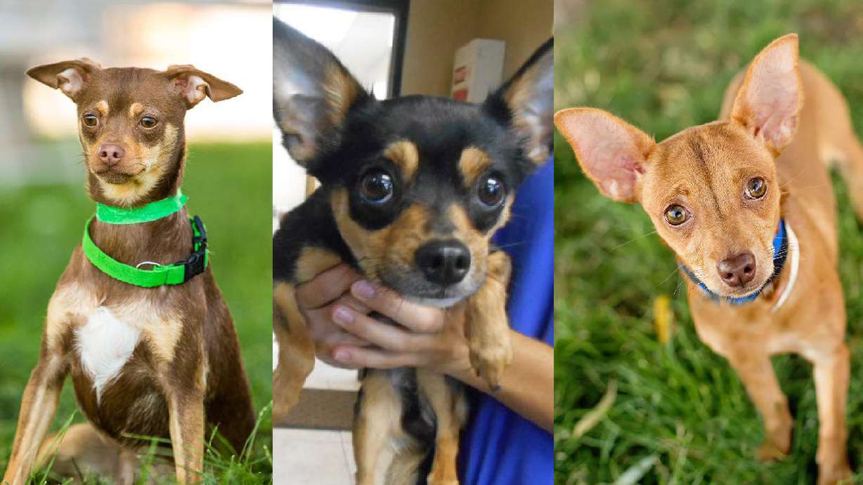 ‘Hoarded’ chihuahuas rescued, put up for adoption