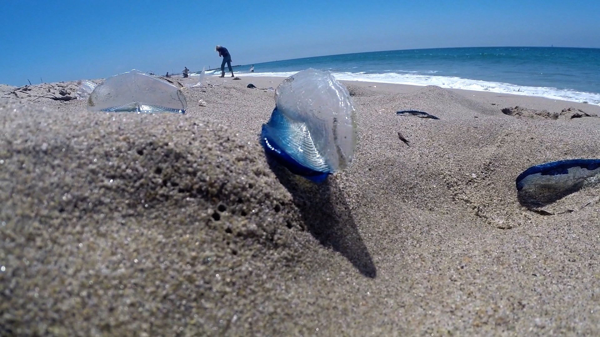 Strange sea creatures invade West Coast beaches