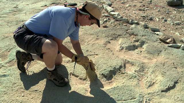 Public will see 125 million-year-old dinosaur tracks