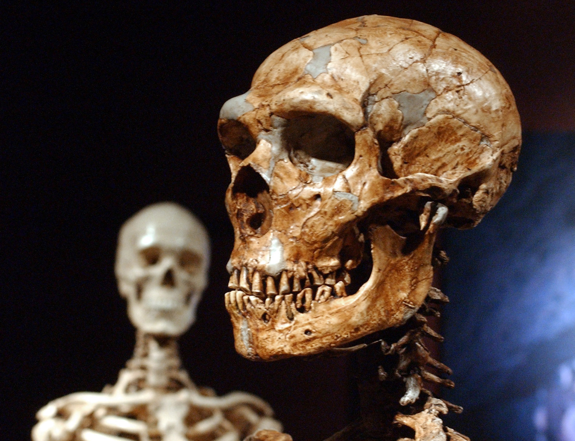 Neanderthals and humans had 'ample time' to mix