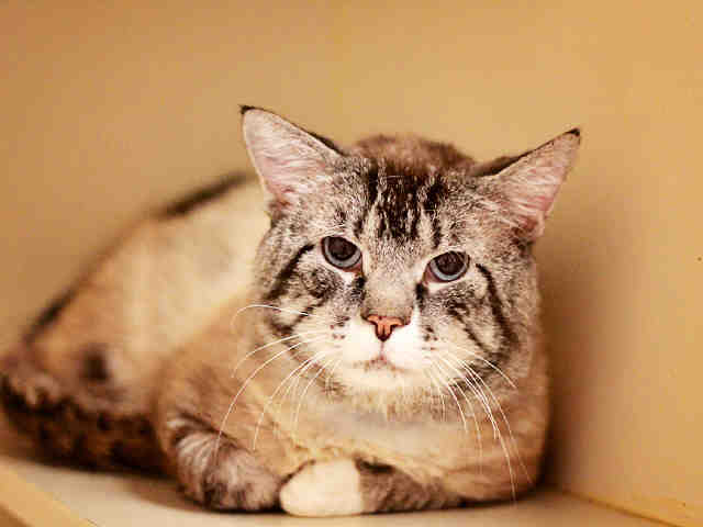 Cat found in wall 'brought back to life,' put up for adoption 