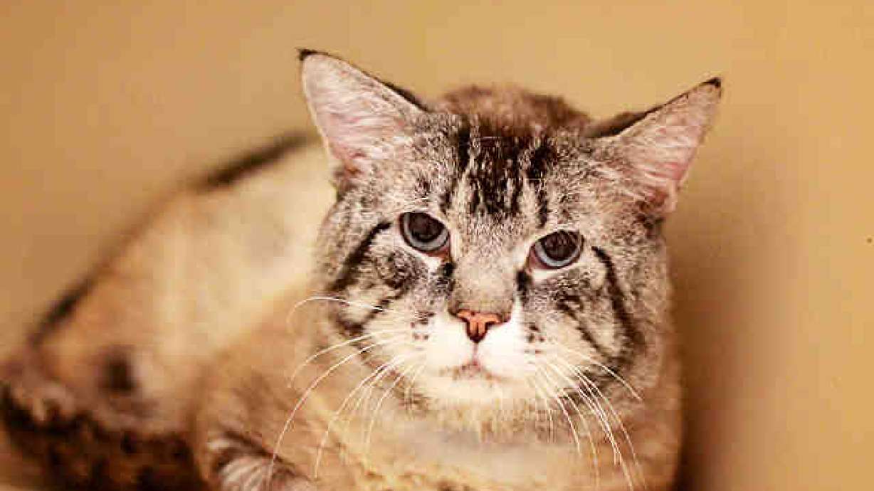 Cat found in wall 'brought back to life,' put up for adoption