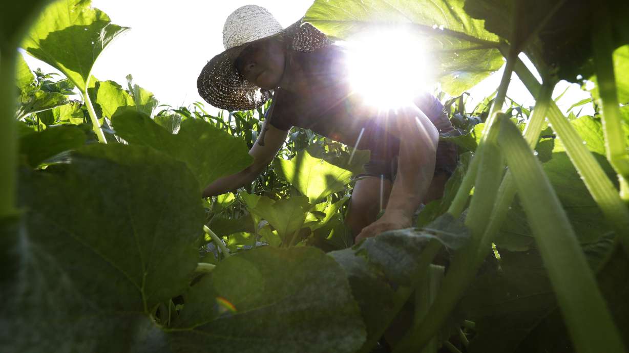 New go-to career for New England's young: Farming