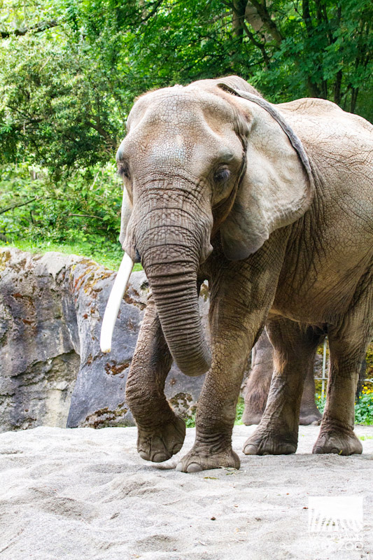 Elephant dies at Seattle's Woodland Park Zoo