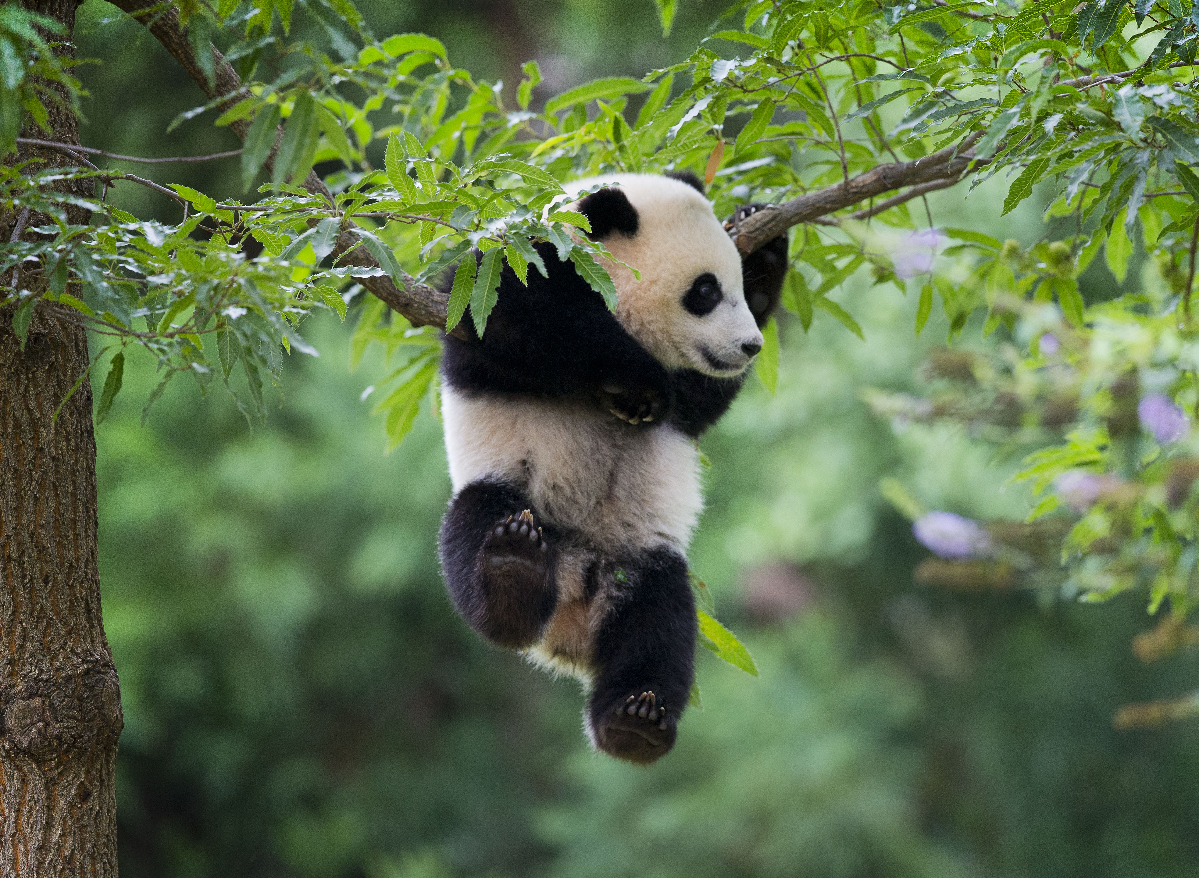 National Zoo celebrates panda's first birthday