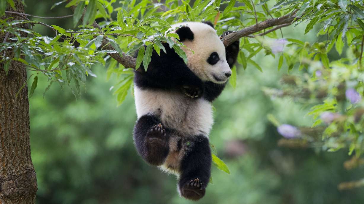 National Zoo celebrates panda's first birthday