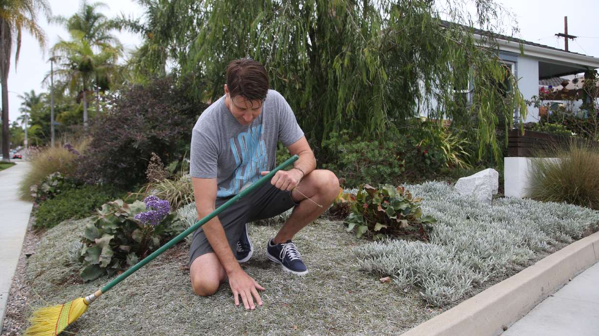Californians tear out lawns to cope with drought