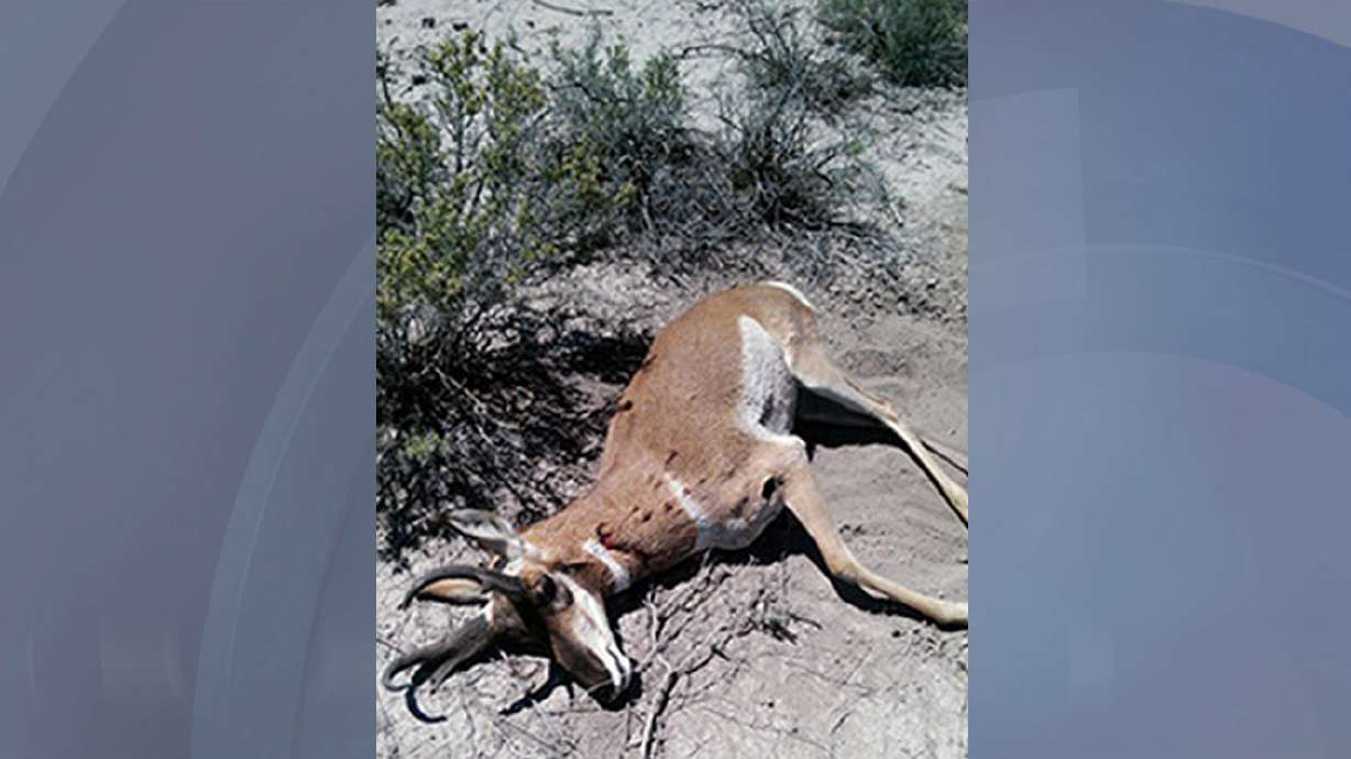 Reward offered following buck pronghorn poaching
