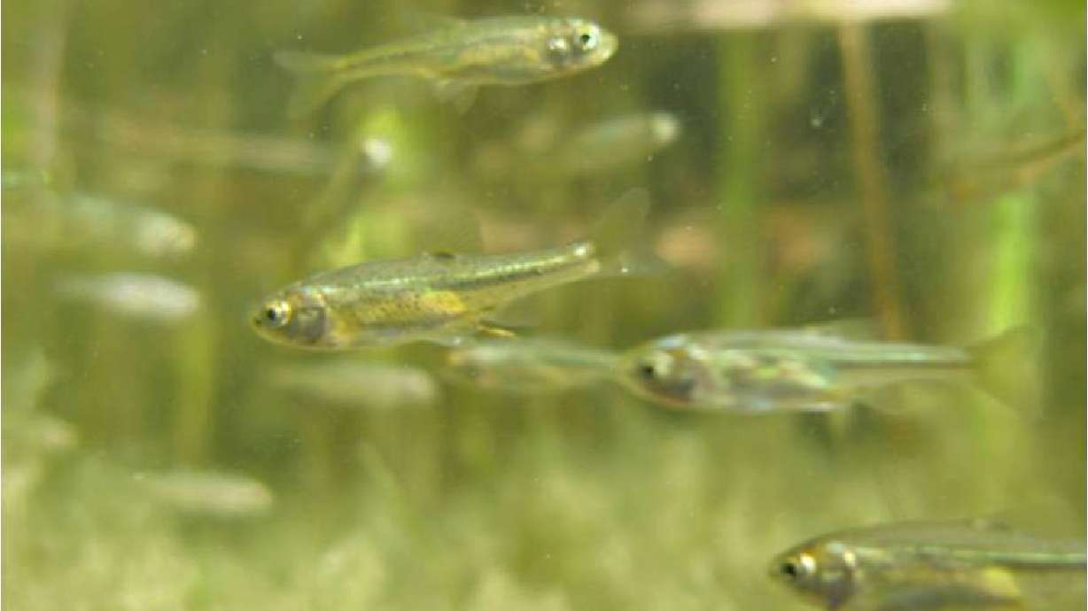 Conservationists say they will sue U.S. wildlife officials over past-due decisions on protections sought for rare fish in Nevada and Utah. They say groundwater pumping in the drought-stricken West is a threat to the Fish Lake Valley tui chub near the California-Nevada line and the least chub in southwest Utah 170 miles northeast of Las Vegas.