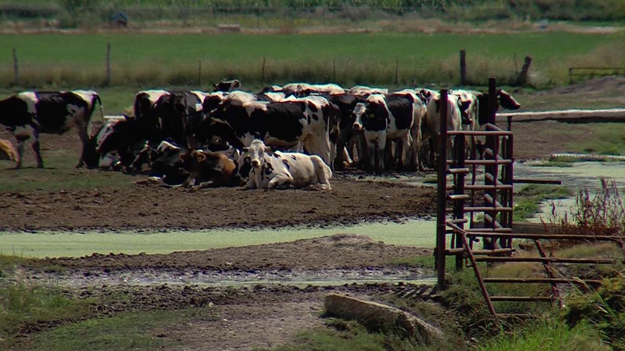 At least 45 sickened after consuming Utah raw milk