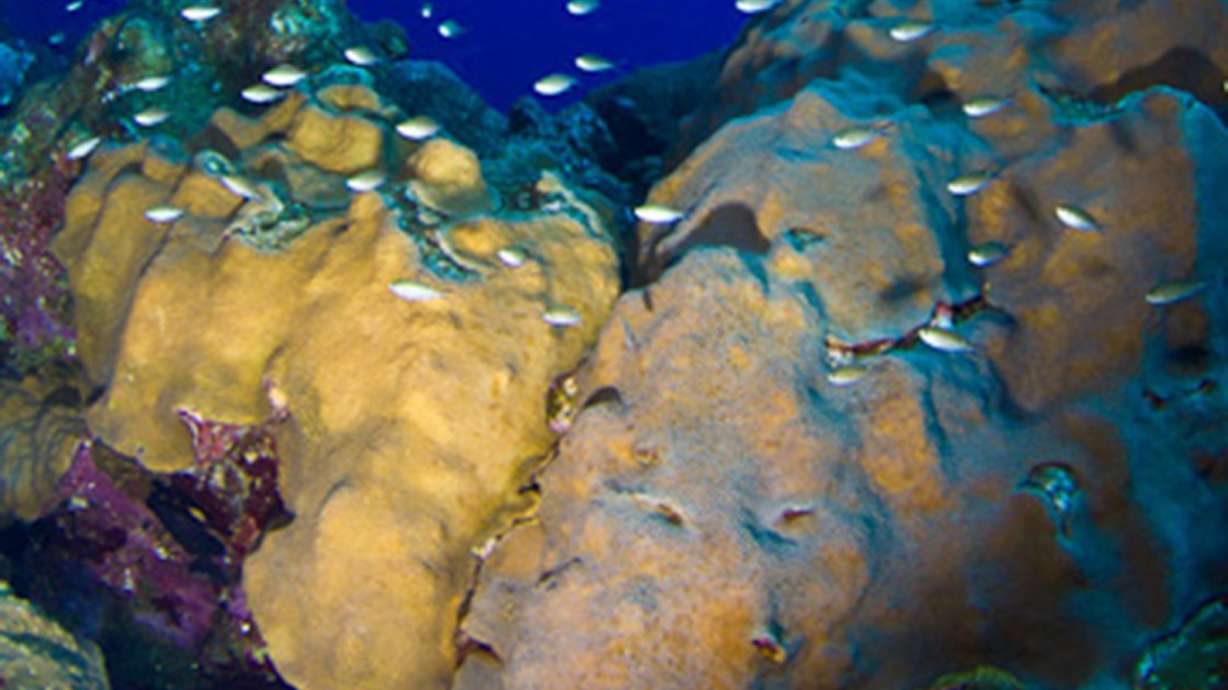 Feds protect 20 species of coral as threatened