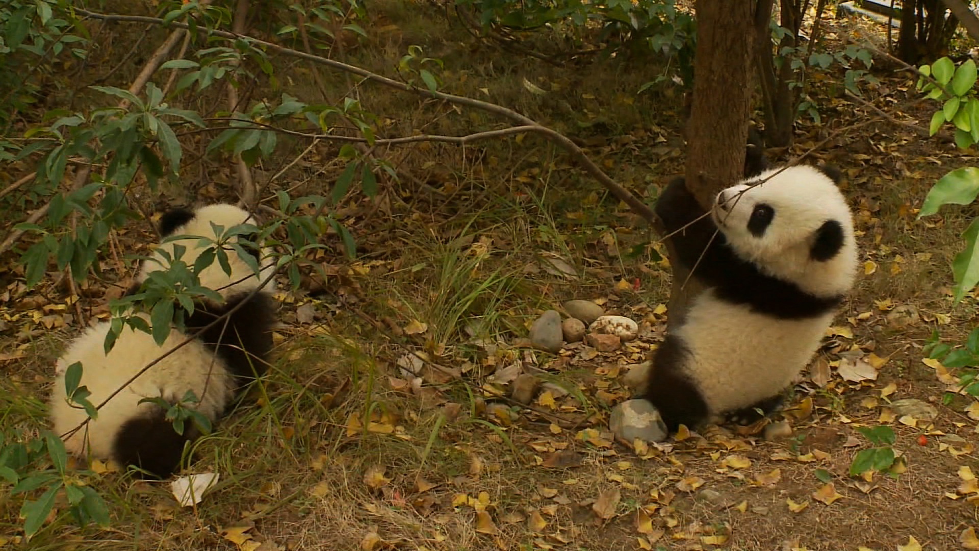 China's panda experts improved breeding pandas in captivity. 12 years ago, keepers at Chengdu Research Base of Giant Panda Breeding had only 20 pandas, In December, 2013, the center has more than 100 animals. (Credit: CNN)