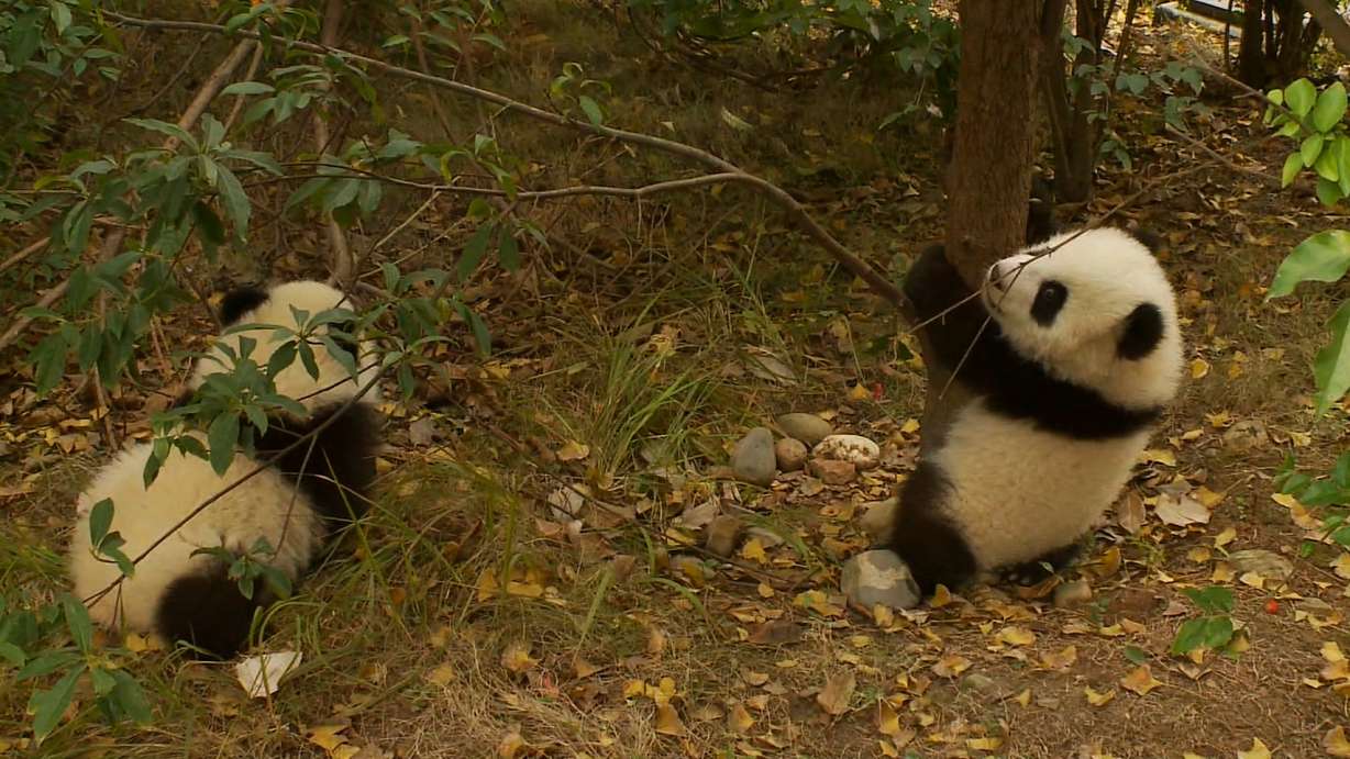 China's panda experts improved breeding pandas in captivity. 12 years ago, keepers at Chengdu Research Base of Giant Panda Breeding had only 20 pandas, In December, 2013, the center has more than 100 animals. (Credit: CNN)