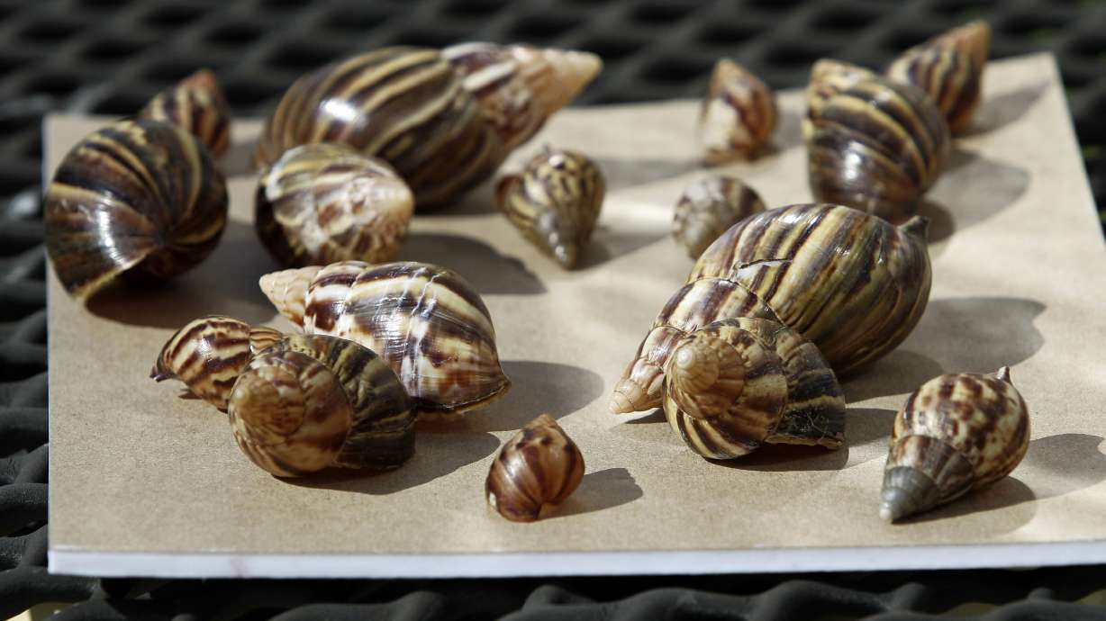 USDA seizes more than 1,200 illegal giant snails