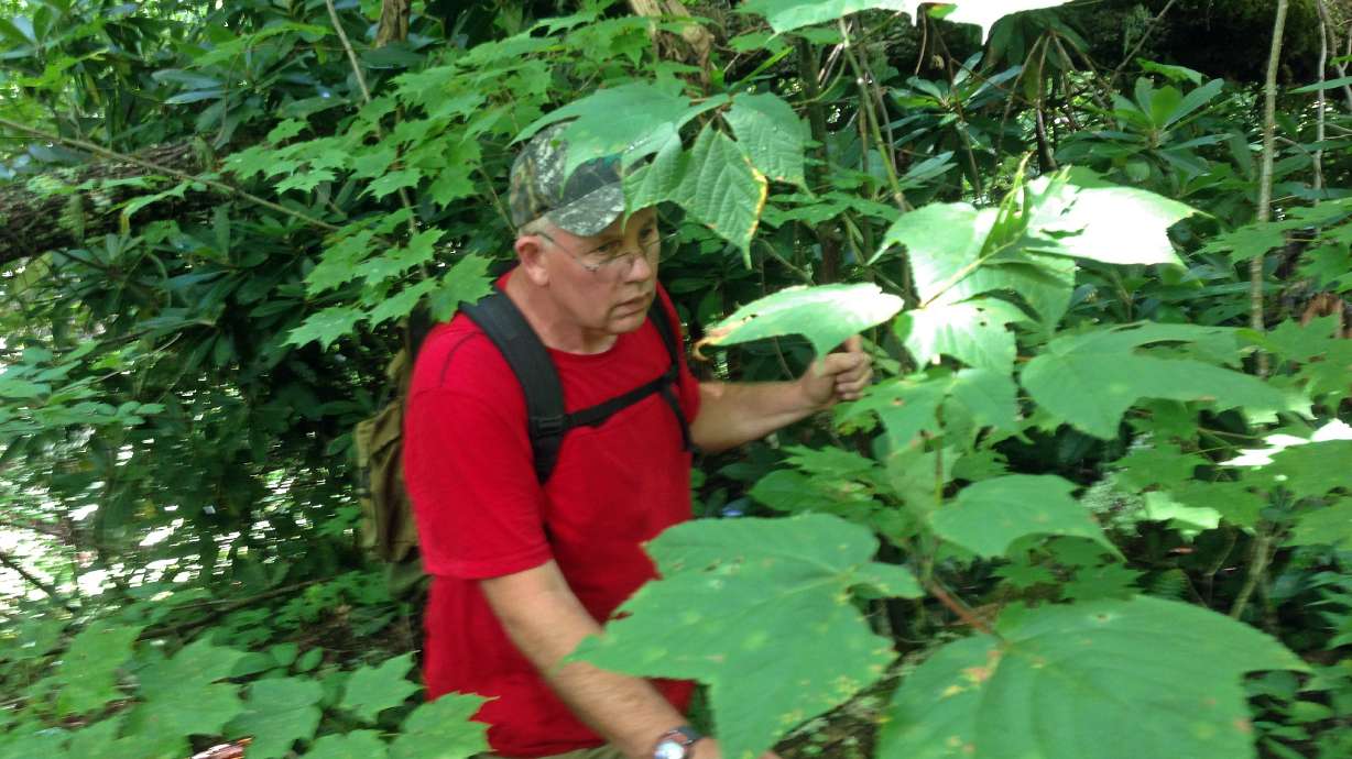 Feds jail ginseng poacher as wild plants face risk