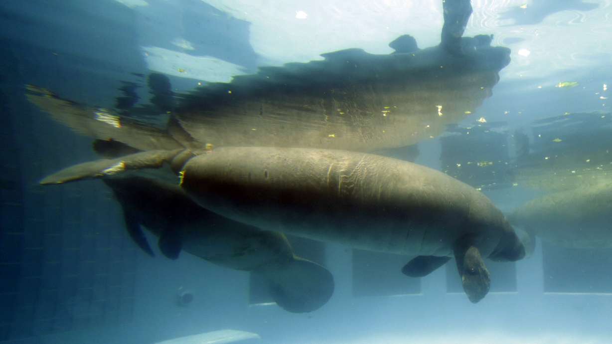 Manatees may lose endangered species status