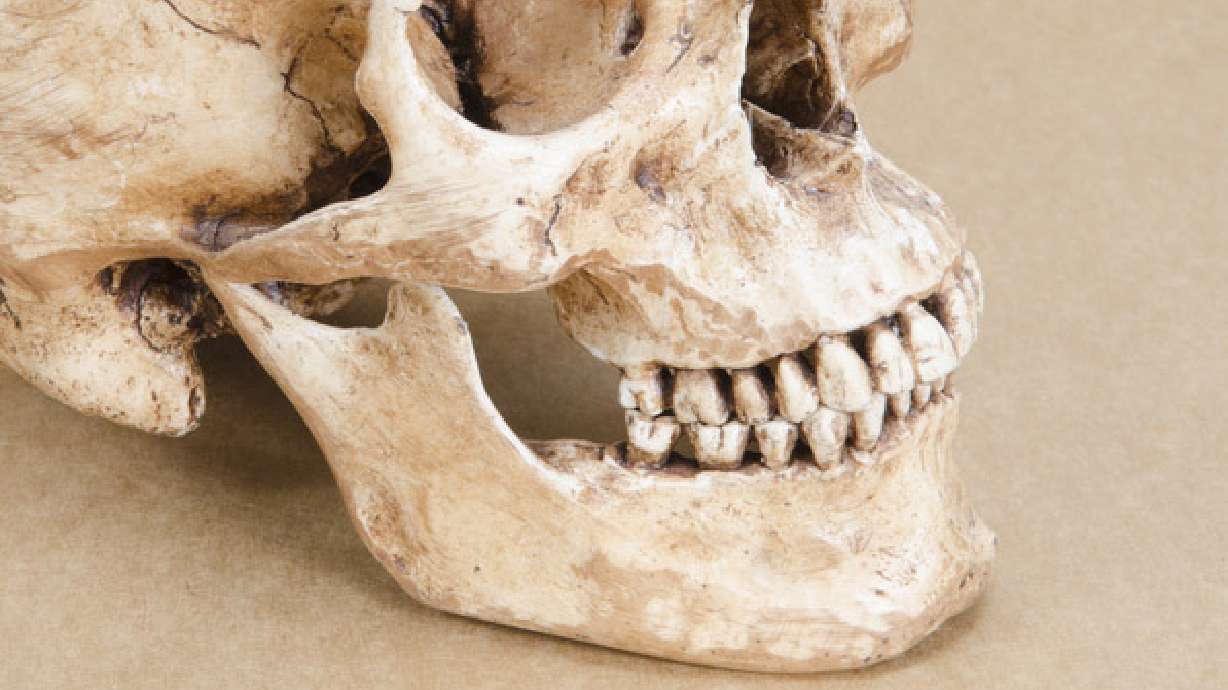 Human skull donated to Goodwill store in Texas