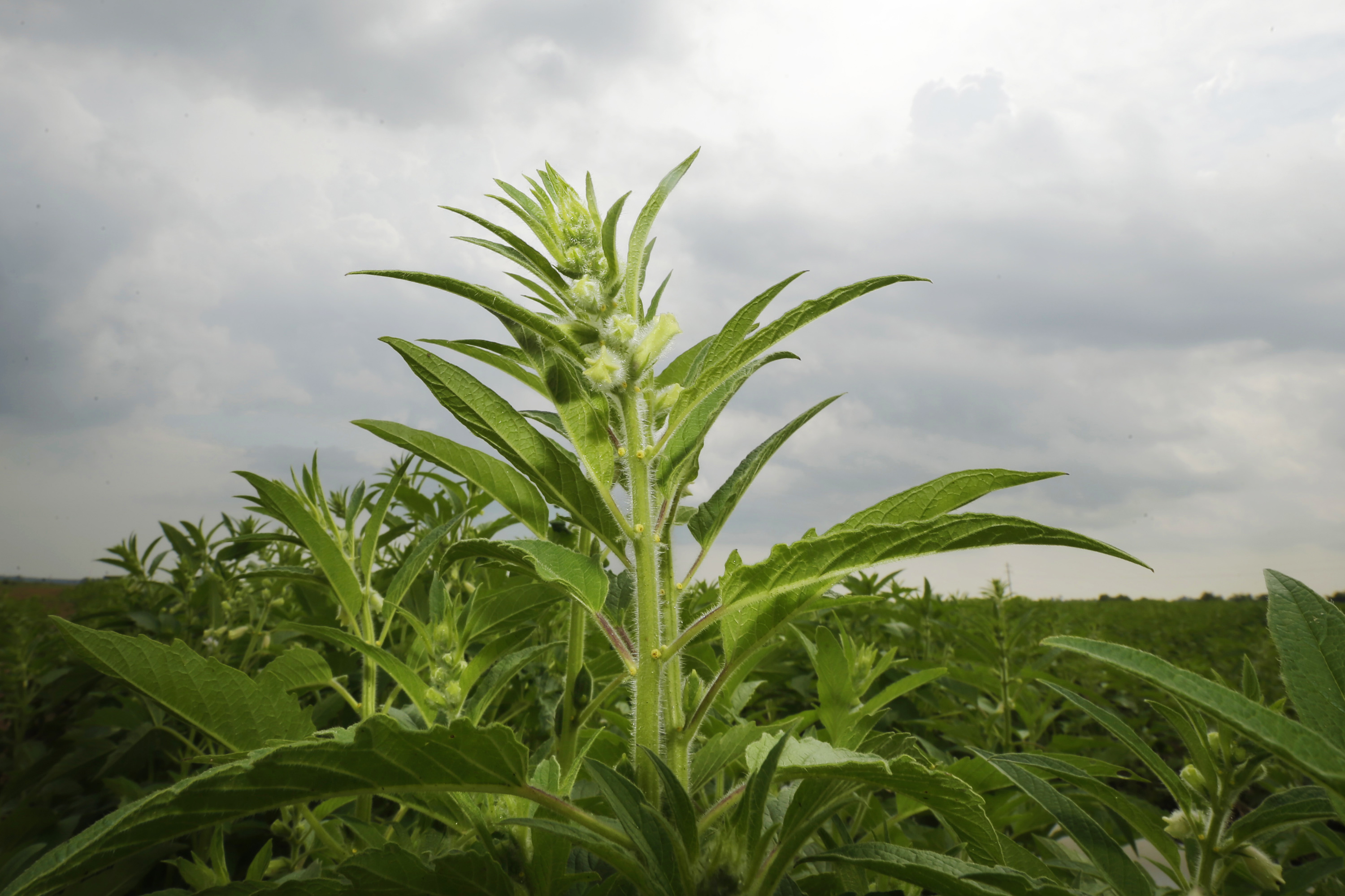 Sesame catching on in southeast US
