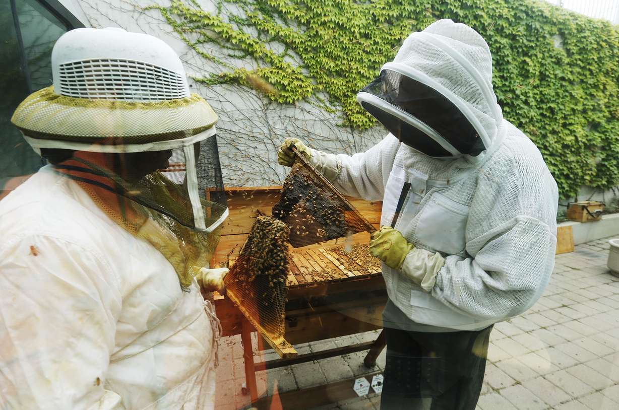 Beekeepers Frank Whitby and John Phillips harvest the honey from their hives on the roof of the Salt Lake City Library in Salt Lake City Saturday, Aug. 30, 2014. This year's honey from The City Library Rooftop Terrace is named The Catcher in the Hive, and will be entered in this year's Utah State Fair.