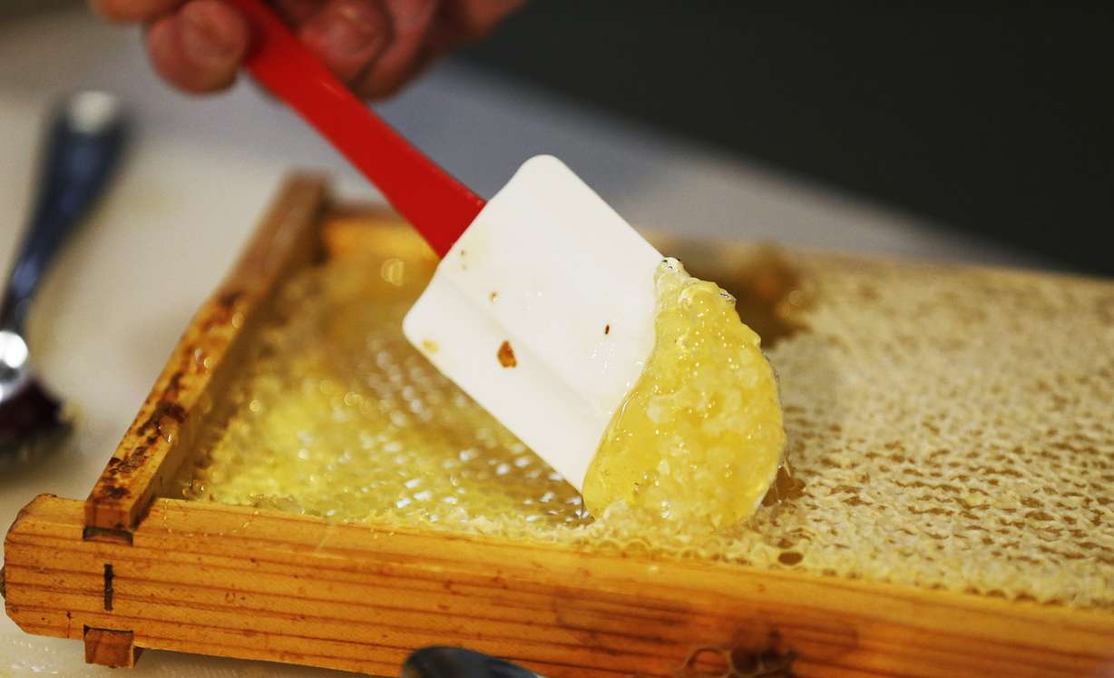 Harvested honey is tasted after it was removed from the hives on the roof of the Salt Lake City Library in Salt Lake City Saturday, Aug. 30, 2014. This year's honey from The City Library Rooftop Terrace is named The Catcher in the Hive, and will be entered in this year's Utah State Fair.