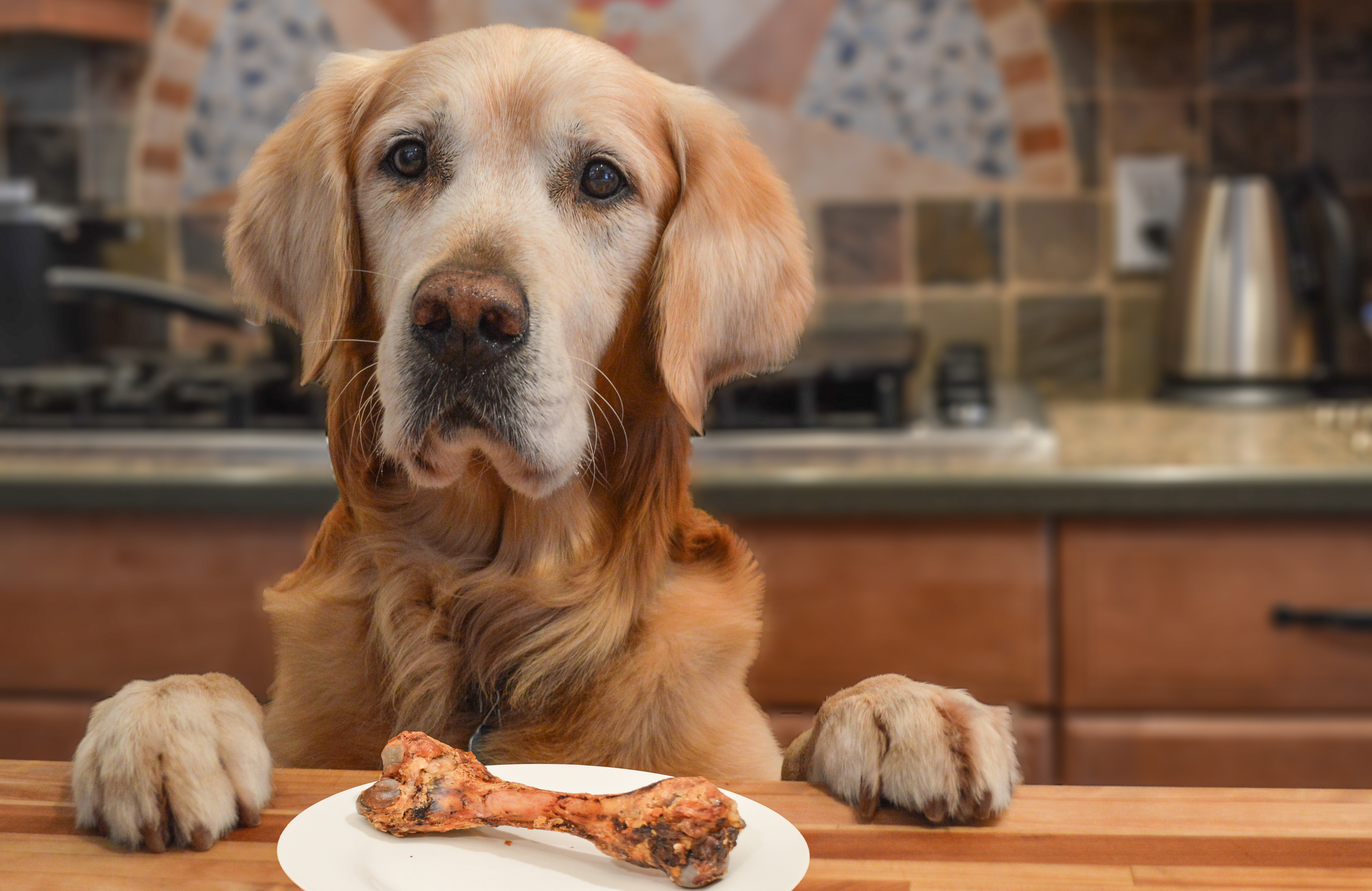 Dog turns on stove, which then sets laptop ablaze