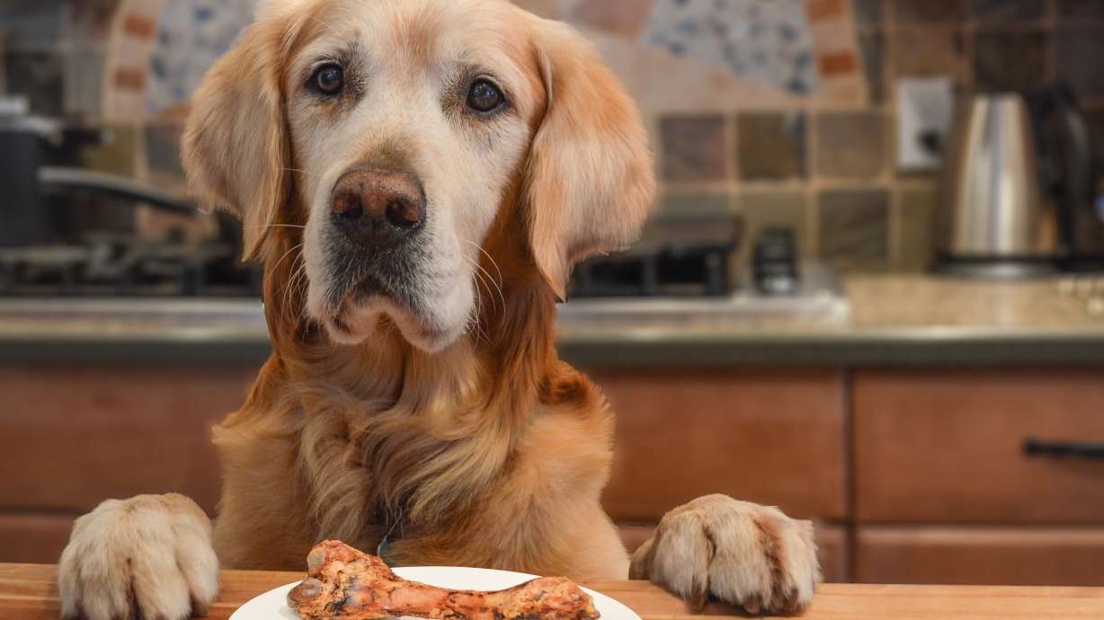 Dog turns on stove, which then sets laptop ablaze