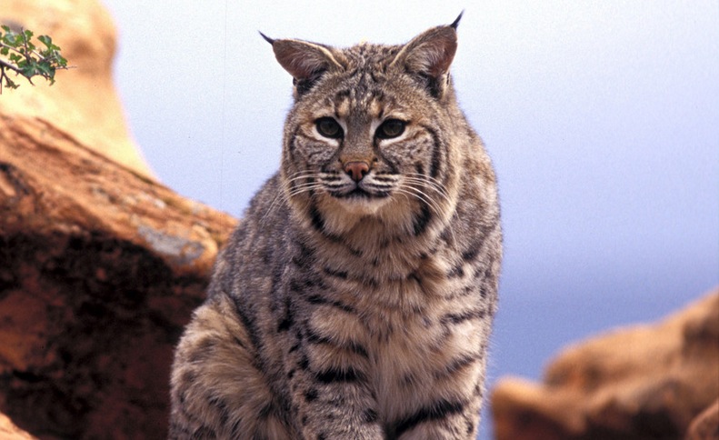 Limit raised for bobcat hunting permits